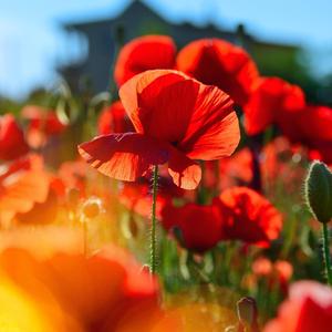 Field of Poppies