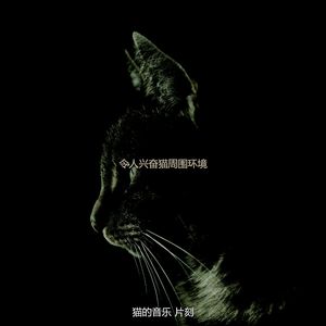 抚慰的可爱的猫回忆