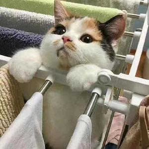 谁比较帅（翻自 王乐昆儿）