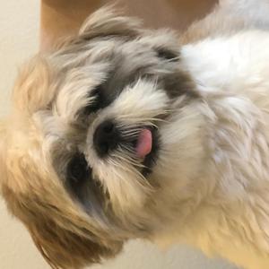 The Party (feat. Hal Blaine)