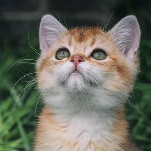 大人不懂我的猫