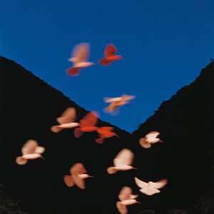 祈尔繁芜胜常春