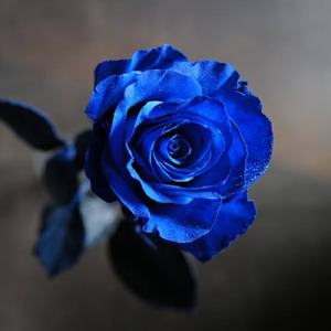 The Rose