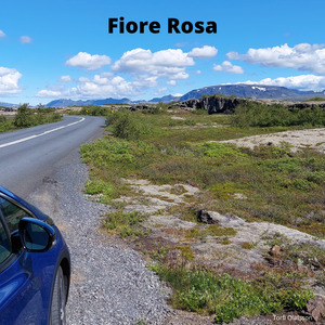 Fiore Rosa