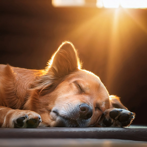 La Música Calma Las Mentes De Las Mascotas