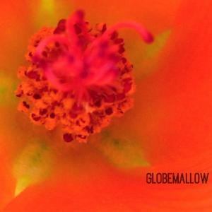 Globemallow