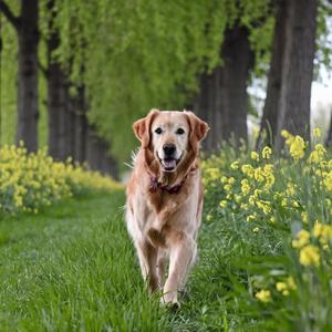 朝日の散歩ー④