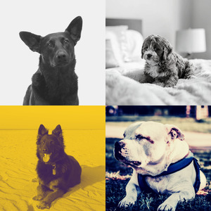 抚慰的小狗回忆