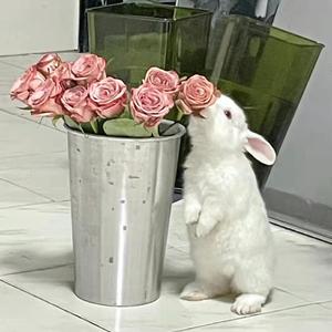 月亮在身后【南北/同人曲】