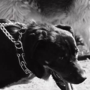 MORDY Z PODWÓRA (feat. SIERZPUT & folgore)