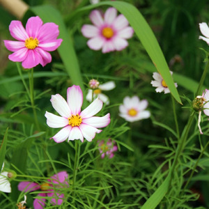 Вера без границ