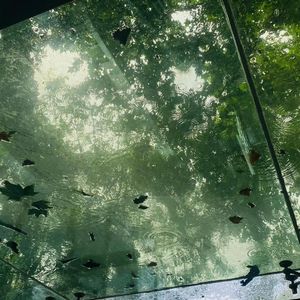 成何体统动漫《鱼蛋》-李嘉宁 Garing Lee