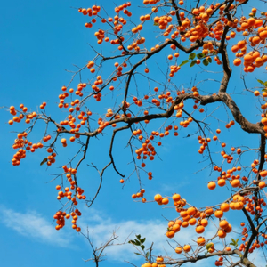 黄柑绿橘·臻选版