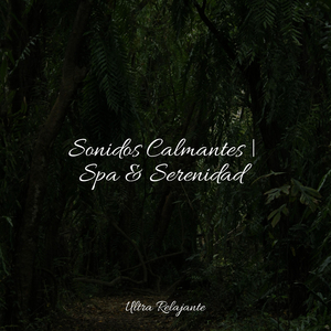 Reinando En Concentración