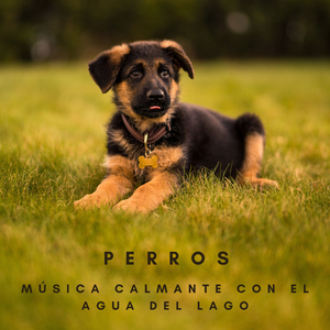 Tiempo Recreativo Para Mascotas