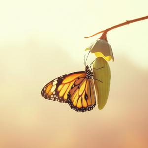 미운 오리 새끼