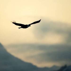自由的飞鸟