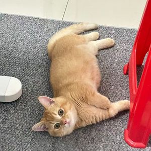 张飞在梦里打呼噜