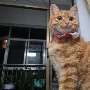 也许相爱有时候（翻自 焦迈奇）