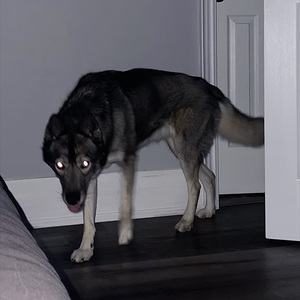 "狗吠" 孟菲斯&刀脚&王齐铭 Type Beat