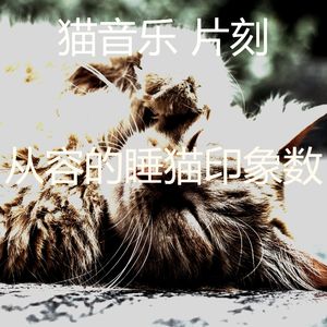 柔和的小猫时刻