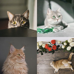 诗意的可爱猫咪节奏