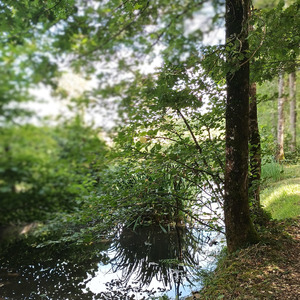 In nature's symphony, a harmony untold by the Sea