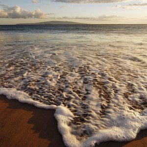好白菜都让猪拱了