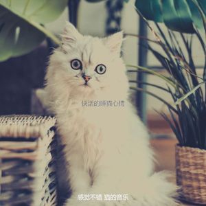 安静的小猫声音