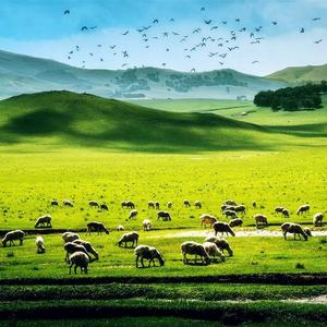 今夜的草原有雨（ 洞箫）（翻自 王喆）