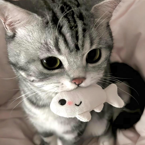Meow Meow 喵蹦蹦