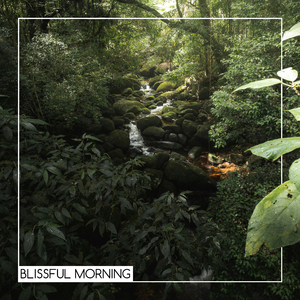 Blissful Morning