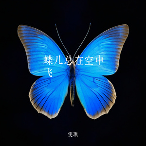 蝶儿总在空中飞