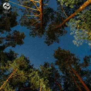 Serenata Bajo Las Estrellas