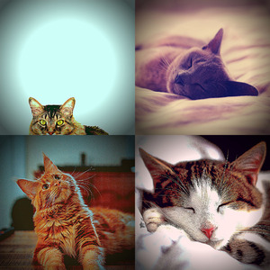 温和放松的猫梦想