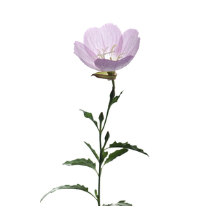 是我先问的
