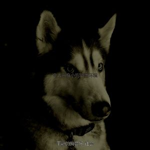 一尘不染小狗印象数