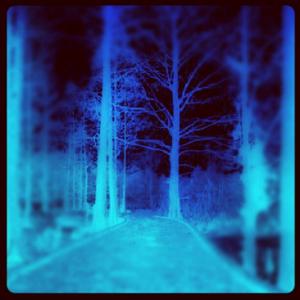 Winterwoods
