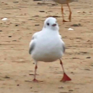 Bittersweet（cover圆佑、珉奎）