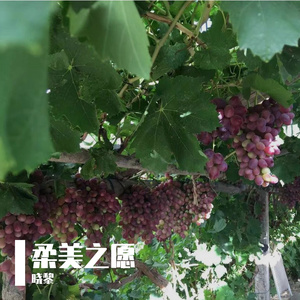 柔美之愿-成品