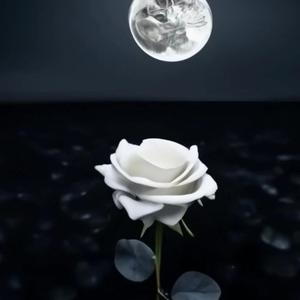 Ordinary Beauty