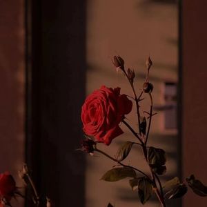 说不出口的情话