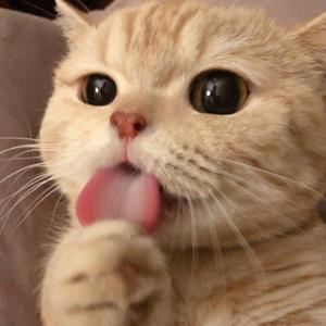 要命_茶茶（翻自 茶茶）