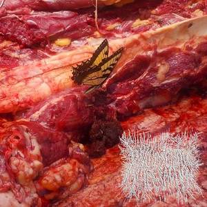 The trypophobic insides of the stomach wretched with clorohydric acid ulcers