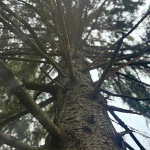 Uprooted