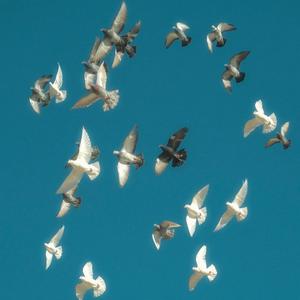 鸟儿不知道什么是自由