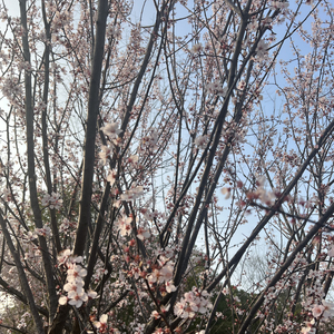 春日樱花树下遇见你