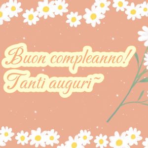 光与雏菊的拥抱