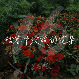 枯萎中绽放的花朵