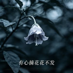 有心栽花花不发(slowed)